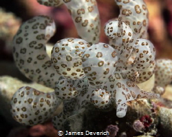Facelinidae Phyllodesmium longicirrum, Solar Powered Nudi... by James Deverich 